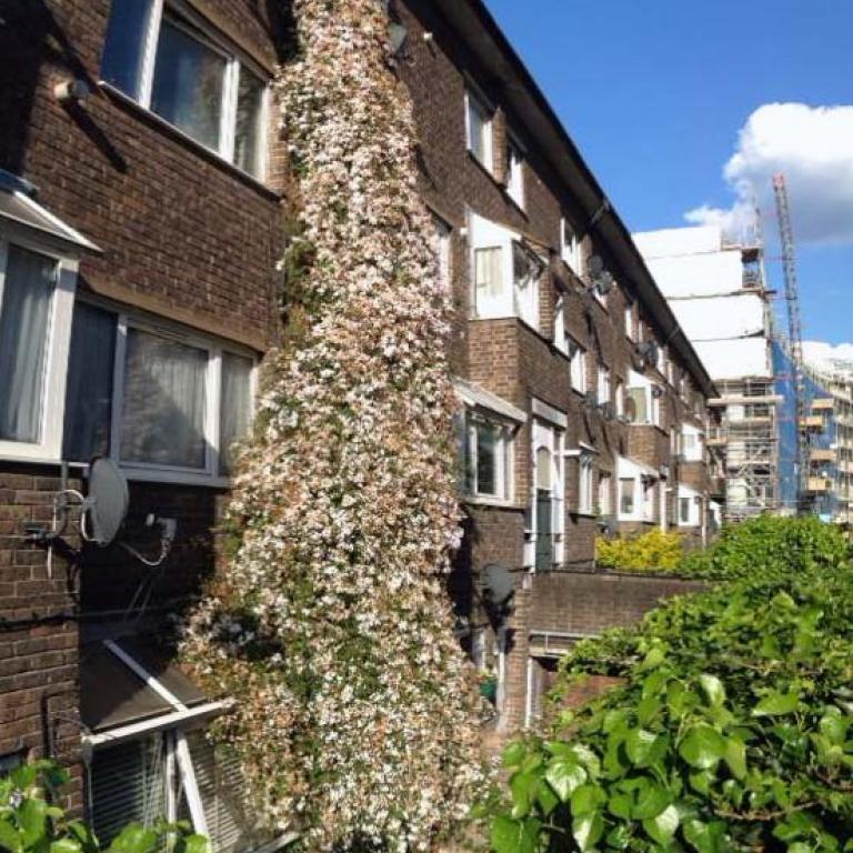 A photo taken of Peplar House, the first block of social housing to be built on Wornington Road in the early 1960s. It shows a cascading jasmine plant in full blossom growing up the front of the red brick block of housing. Photo by David Saiz, local resident and Head of Oral History during the Wornington Word project. 