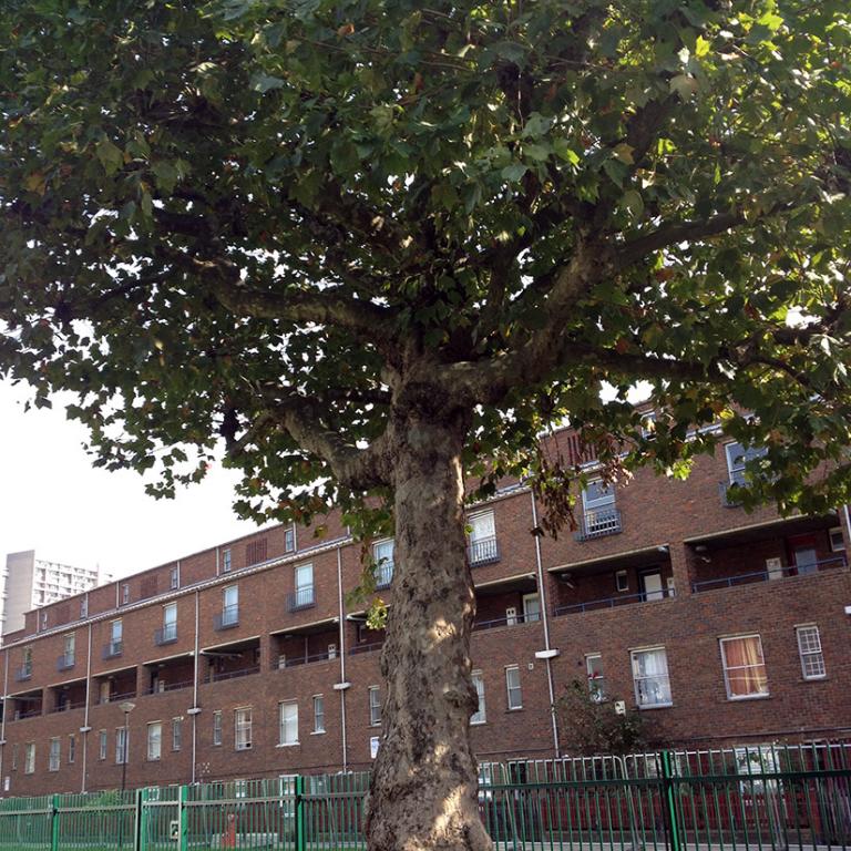 Photo depicts Wheatstone House, prior to its demolition, as seen from Athlone Gardens, with a London Plane tree in the foreground. The house is a 5 floor red brick building with a walkway in the centre. Photo by Natasha Langridge, 2014.