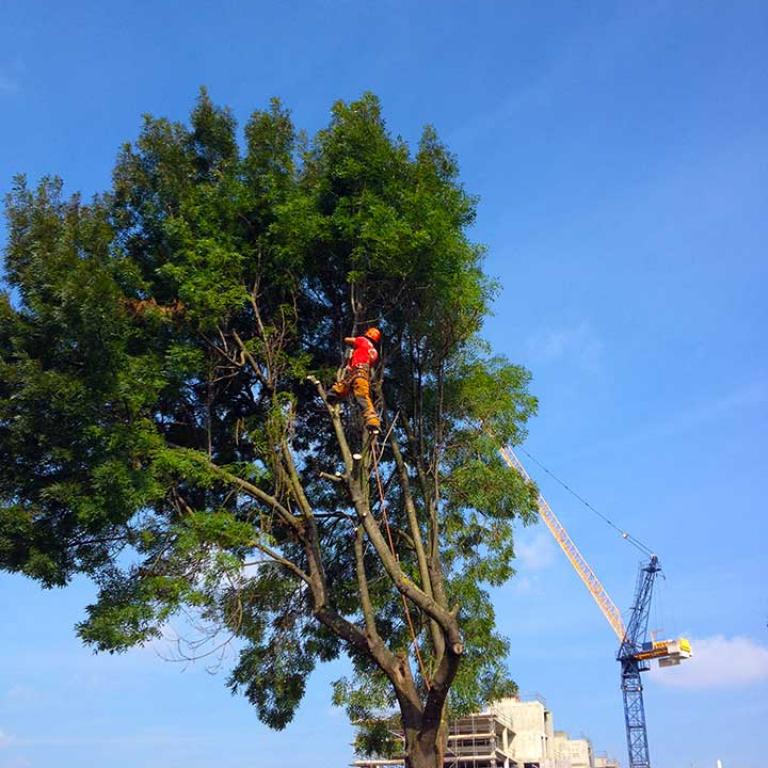 A tree surgeon in Athlone Gardens is high up in an Ash tree cutting its branches off in preparation for felling. In the background is a crane and the construction of a new housing block as part of the Portobello Square development. Photo circa 2014 - 2015.